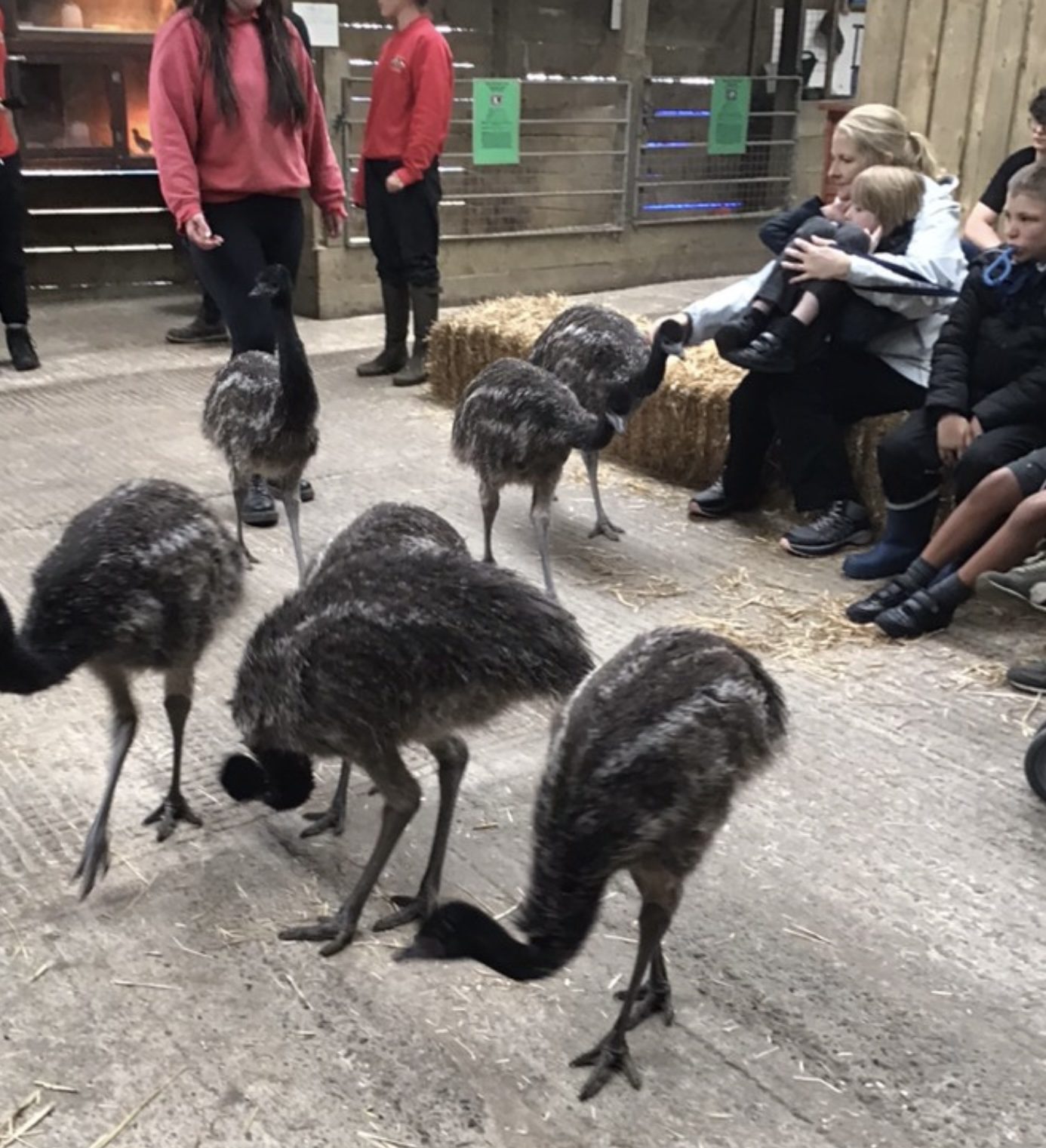 Student sits patiently as the baby ostriches parade in front of them.